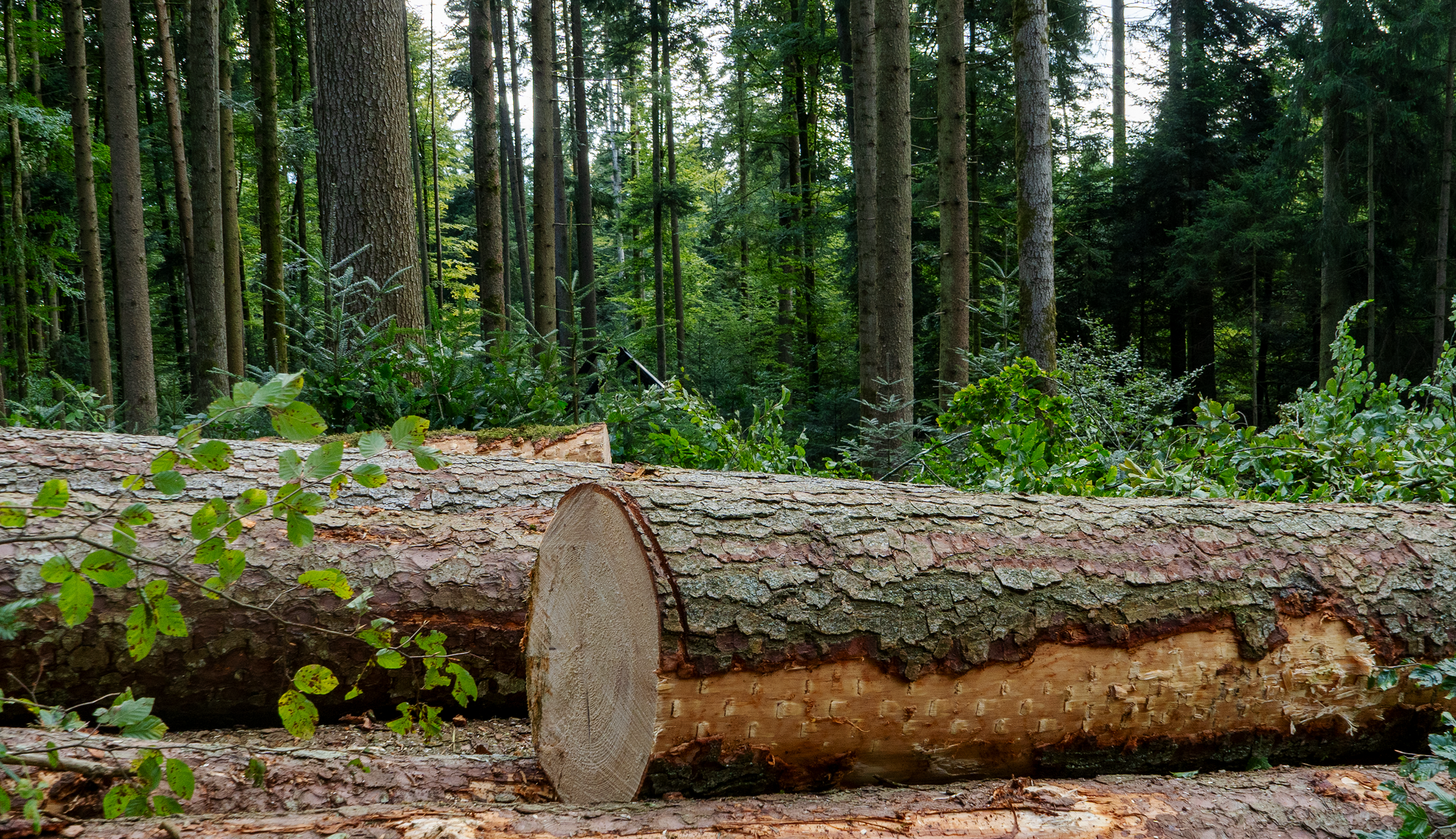 VIP-Event_Tage des Schweizer Holzes_Bilder Verband-02